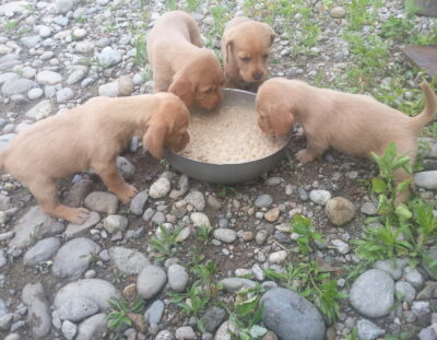 Cuccioli-Basset-Fauve