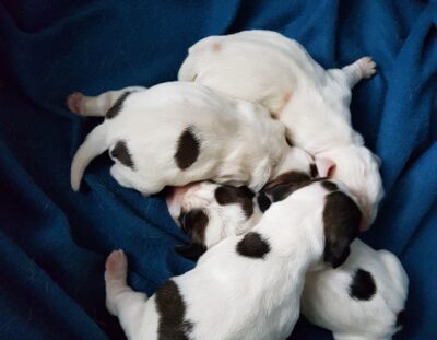 Cuccioli-Petit-Basset-Griffon-Vendeen-nati-l8-Maggio