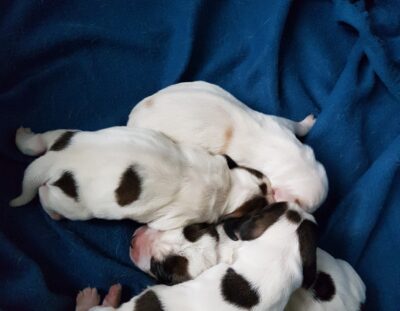 Cuccioli-Petit-Basset-nati-l8-Maggio