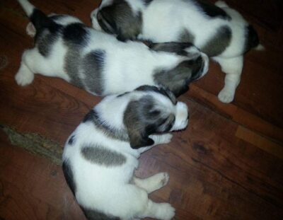 cuccioli-Petit-Basset-