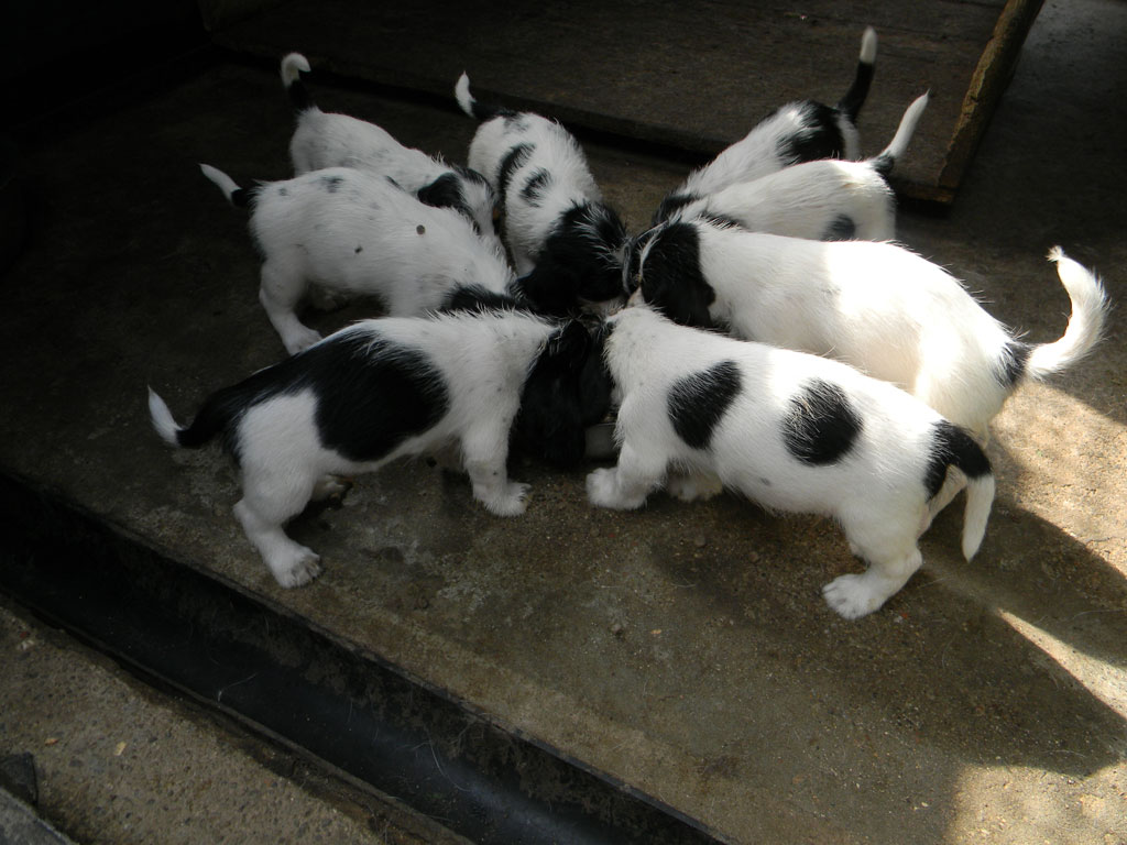 cuccioli-petit-basset-griffon-vendeen-dellall